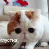 Catsuporolsya 26