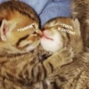 Catsuporolsya 29