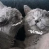 Catsuporolsya 30