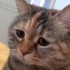 Emotional Damage Cat Sticker 5