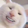 Emotional Damage Cat Sticker 6