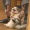 Emotional Damage Cat Sticker 7