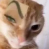 Emotional Damage Cat Sticker 8