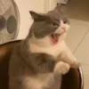 Emotional Damage Cat Sticker 10