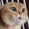 Random Meme Cat Sticker - Set 1 5