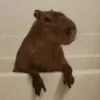 Capibara Random 🍉 6