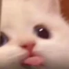 Random Cat Meme V1.2 (Enhance) 6