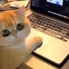Emotional Damage Cat Sticker 11