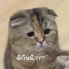 Emotional Damage Cat Sticker 12