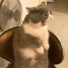 Random Cat Meme V1.2 (Enhance) 8