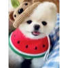 Cute Pets 🐶🐱🐰🐕 5