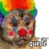 Monos y frases 💬🙊 6