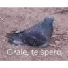 soy admin 9