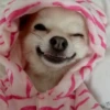 Cute Pets 🐶🐱🐰🐕 6