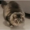 GATOS animados 🐈🐈‍⬛🐾 8