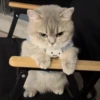 Random Meme Cat Sticker - Set 1 9