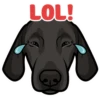 Poppy 6