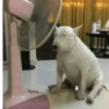 Calor 🥵🌡️ 7