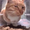 Emotional Damage Cat Sticker 15