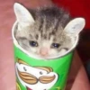 Random Cat Meme V1.2 (Enhance) 9