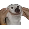 PERROS REACCIONES 5