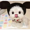 Cute Pets 🐶🐱🐰🐕 7