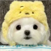 Cute Pets 🐶🐱🐰🐕 8