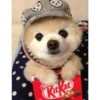 Cute Pets 🐶🐱🐰🐕 9