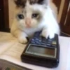 Random Cat Meme V1.2 (Enhance) 11