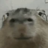 Capibara Random 🍉 11