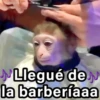 🐵🌴🙊 MONOS 🙊🌴🐵 9