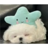 Cute Pets 🐶🐱🐰🐕 10