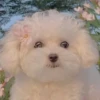 Cute Pets 🐶🐱🐰🐕 11