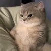 Random Cat Meme V1.2 (Enhance) 12