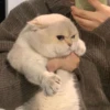 Random Cat Meme V1.2 (Enhance) 14