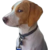 PERROS REACCIONES 6