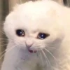 Random Cat Meme V1.2 (Enhance) 15