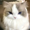Random Cat Meme V1.2 (Enhance) 16
