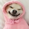 Cute Pets 🐶🐱🐰🐕 12