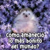 Persy Cómo amaneció lo más bonito del mundo?