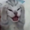 Emotional Damage Cat Sticker 16
