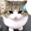 Spicy Meme Pack 1 12