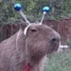 Capibara Random 🍉 14