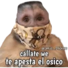 Monos y frases 💬🙊 10