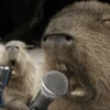 Capibara Random 🍉 15