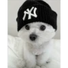 Cute Pets 🐶🐱🐰🐕 14