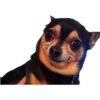 PERROS REACCIONES 8