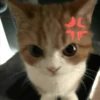 Random Cat Meme V1.2 (Enhance) 17