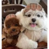 Cute Pets 🐶🐱🐰🐕 15