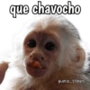 Monos y frases 💬🙊 11
